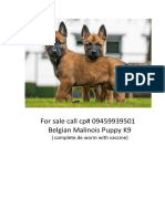 Belgian Puppies Photo