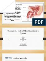 Male Reproductive System