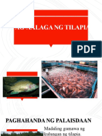 Pag-Aalaga NG Tilapia