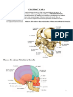 Clase 2 CRANEO Y CARA