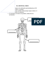 Sistema óseo humano: huesos y funciones