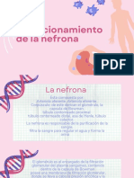 Nefrona