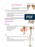 Osteología y Astrología de Extremidades Superiores: Segmentos Del Brazo y Antebrazo