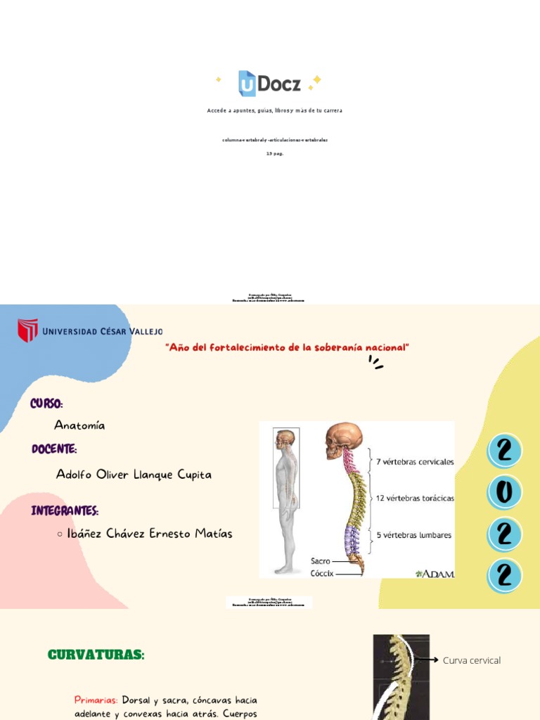 Anatomía de la Columna Vertebral | PDF | Vértebra | Sistema ...