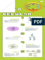 Ciclo Celular