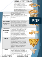 Estructura y función de las vértebras cervicales, torácicas, lumbares, sacro y coxis