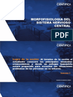 Morfofisiologia Del Sistema Nervioso Central: Semana 3