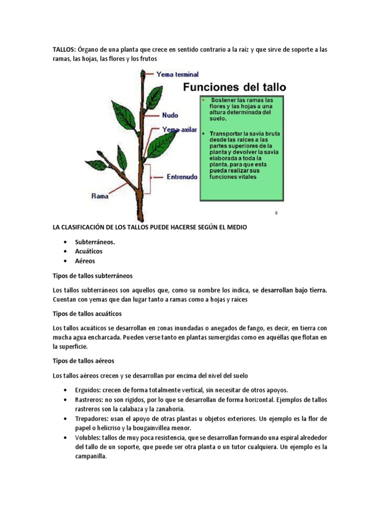 Tipos y funciones de los tallos en plantas | PDF | Tallo de la planta ...