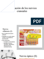 Exploración de Los Nervios Craneales