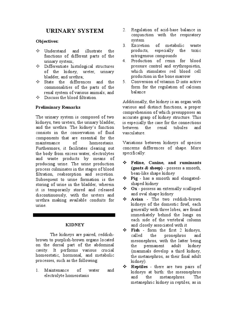 Urinary System | PDF | Kidney | Animal Anatomy