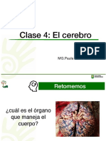 Clase 4. El Cerebro