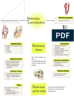 Sistema osteoarticular en