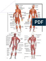 Major Muscles: Human Body