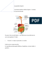 Anatomia Si Fiziologia Aparatului Digestiv