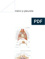 Plamani Si Pleura