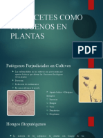 Oomycetes Como Patogenos en Plantas