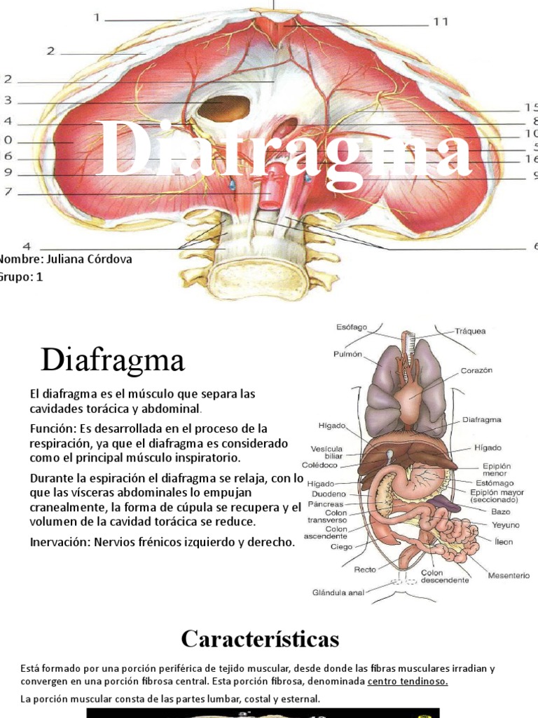 anatom-a-y-funci-n-del-diafragma-pdf