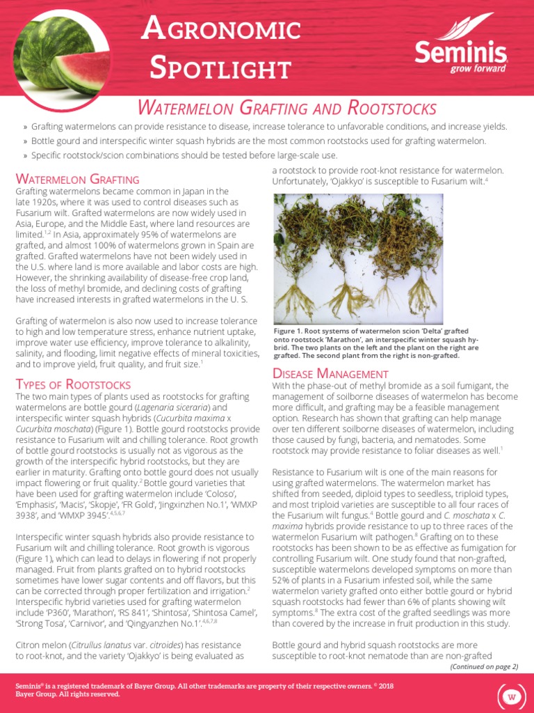 Watermelon Grafting Benefits & Rootstocks | PDF | Watermelon | Grafting