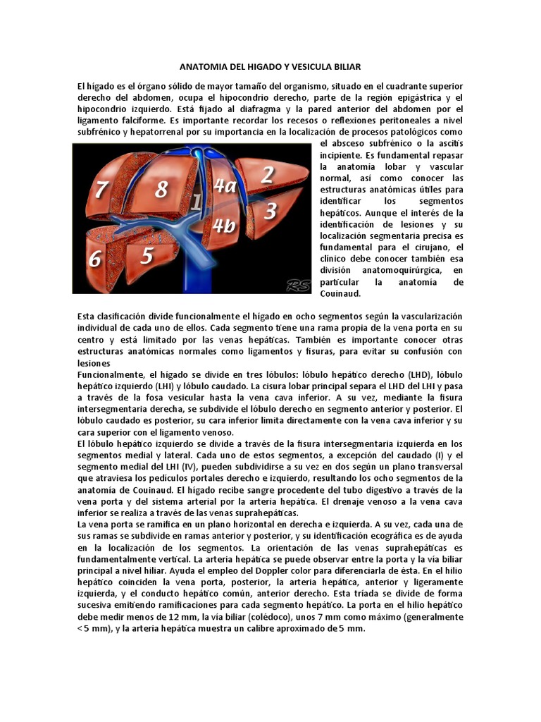 Anatomia Del Higado y Vesicula Biliar | PDF | Hígado | Sistema digestivo