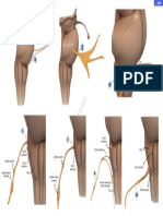 Páginas de Pares Craneales - Extracción