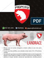 Pigperu