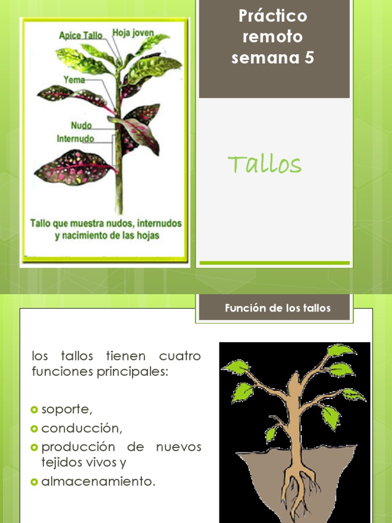 Tallos Semana 5 | PDF | Tallo de la planta | Hoja