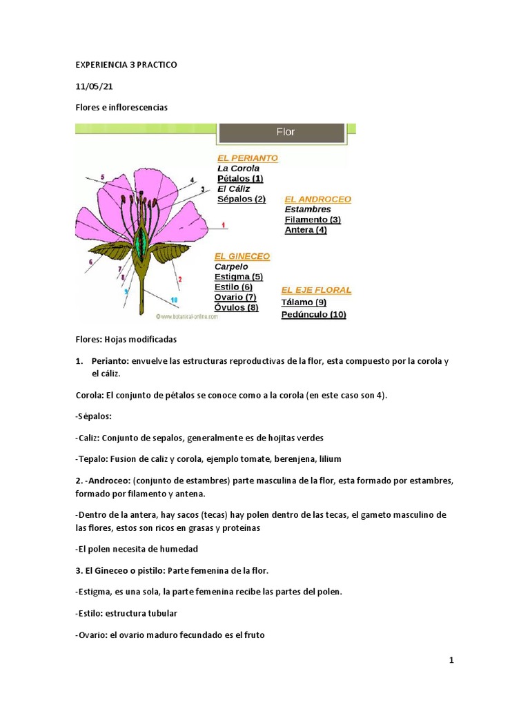 Estructura y Tipos de Flores y Frutos | PDF | Fruta | Flores