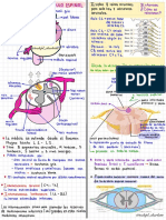 Médula 