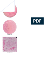 Pase de Examen de Laminillas 3 (Histología)