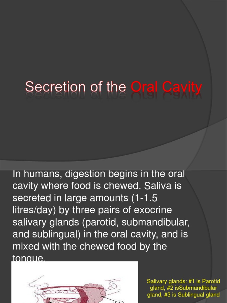 Secretion of the Oral Cavity Anatomy Mouth