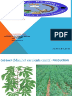 Cassava Group