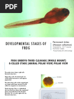 5.1 Frog Embryology Slides