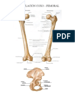 Articulación coxo-femoral: movimientos, músculos y acciones