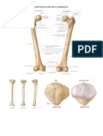 Articulación de La Rodilla