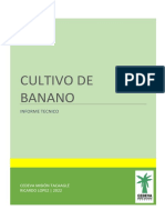 Cultivo de Banano: Informe Tecnico