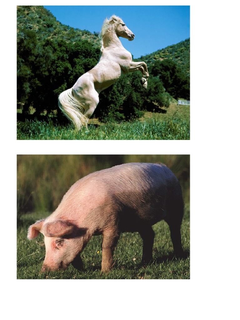Animales Granja Imprimir | PDF