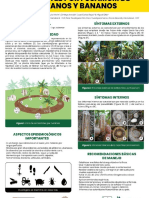 Marchitez Por Fusarium de Plátanos y Bananos PDF