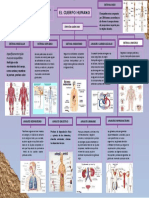 Sistemas y aparatos del cuerpo humano