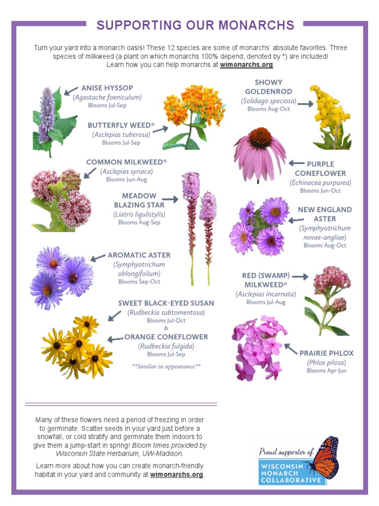 Create a Monarch-Friendly Garden | PDF | Horticulture | Plants