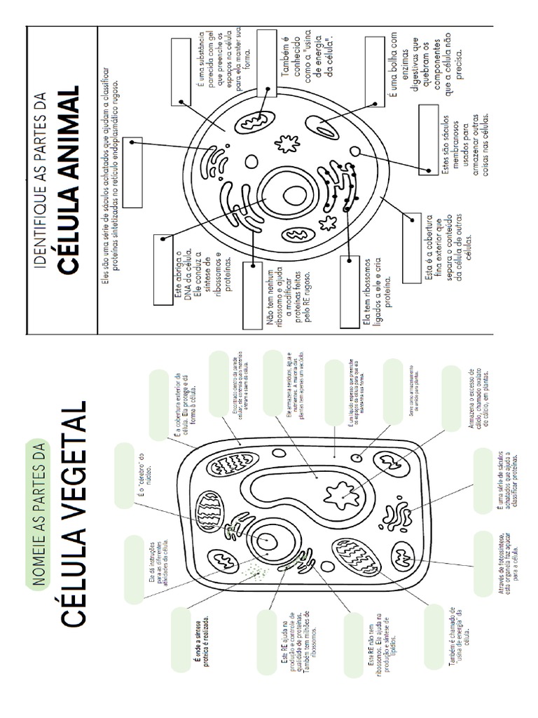Atividade Organelas | PDF