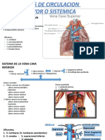 Venas de Circulacion-1