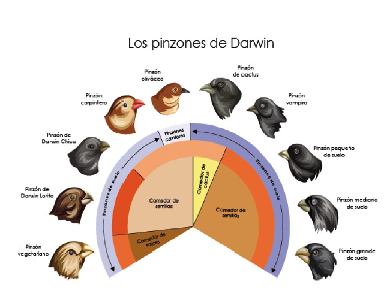 Pinzones de Darwin PDF