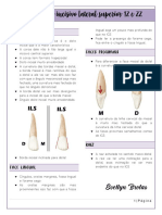Anatomia do incisivo lateral superior 12 e 22