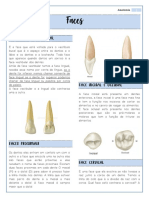 Faces dos dentes: vestibular, lingual, incisal, oclusal, proximais e cervical