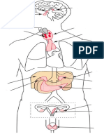 glandulas endocrinas