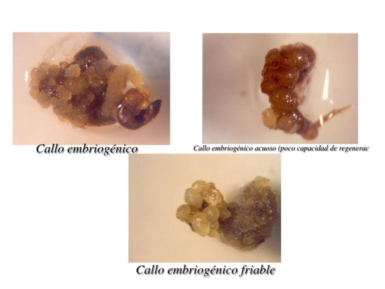 Callos | PDF