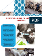 Bienestar Animal en Anelgesia y Anestesia