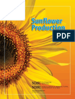 Sunflower Production Guide