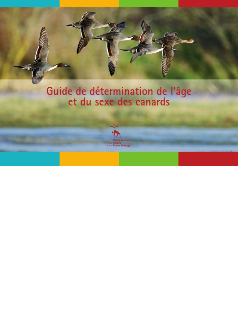 Canard Siffleur - Chasse Passion