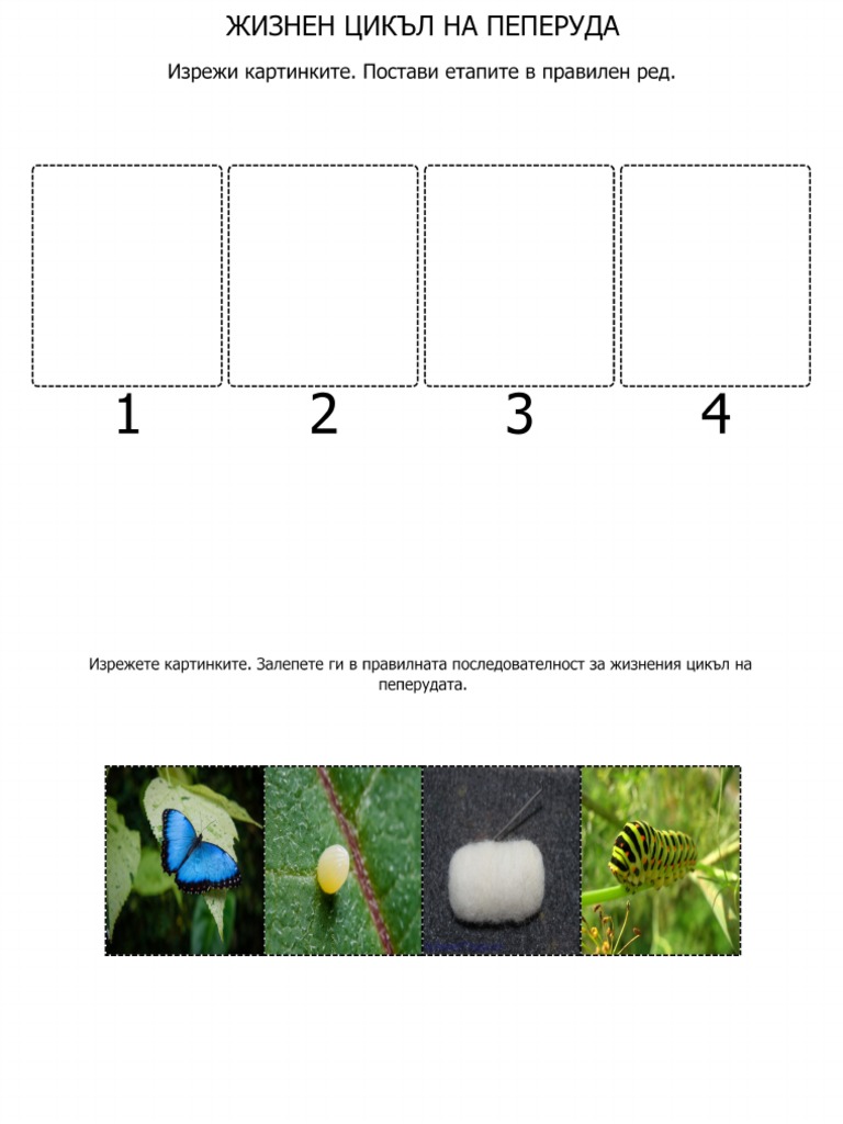 Жизнен Цикъл На Пеперуда | PDF